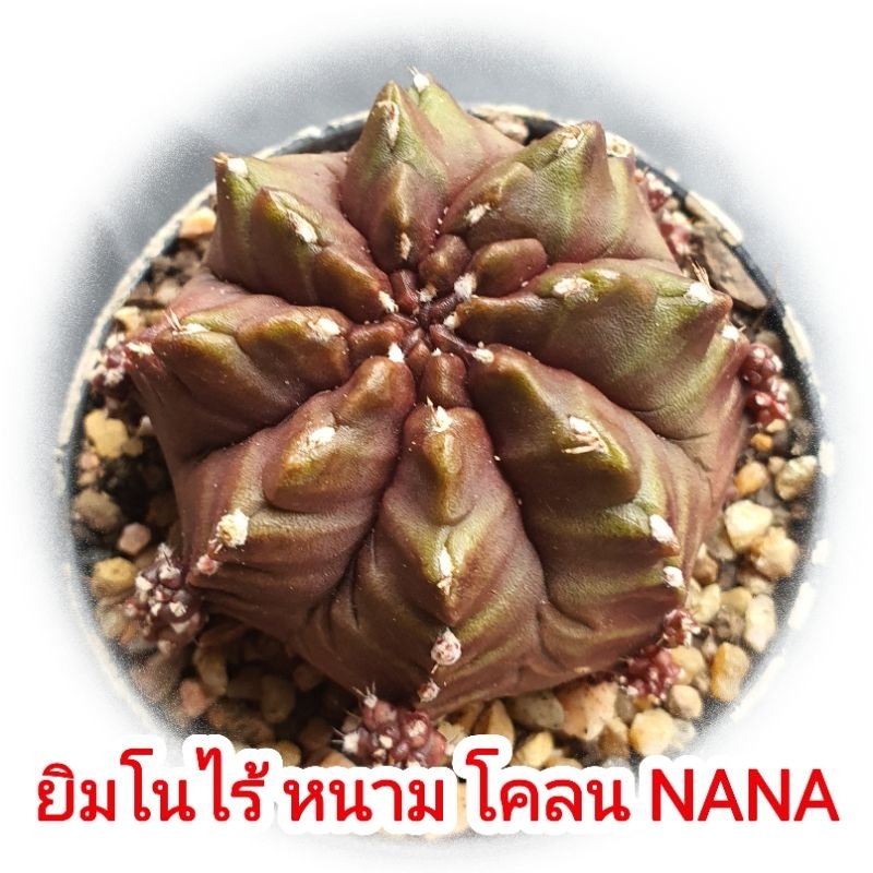ยิมโนไร้หนาม โคลน NANA (Gymnocalycium) แคคตัส อยู่ในกระถาง 2.5 นิ้ว
