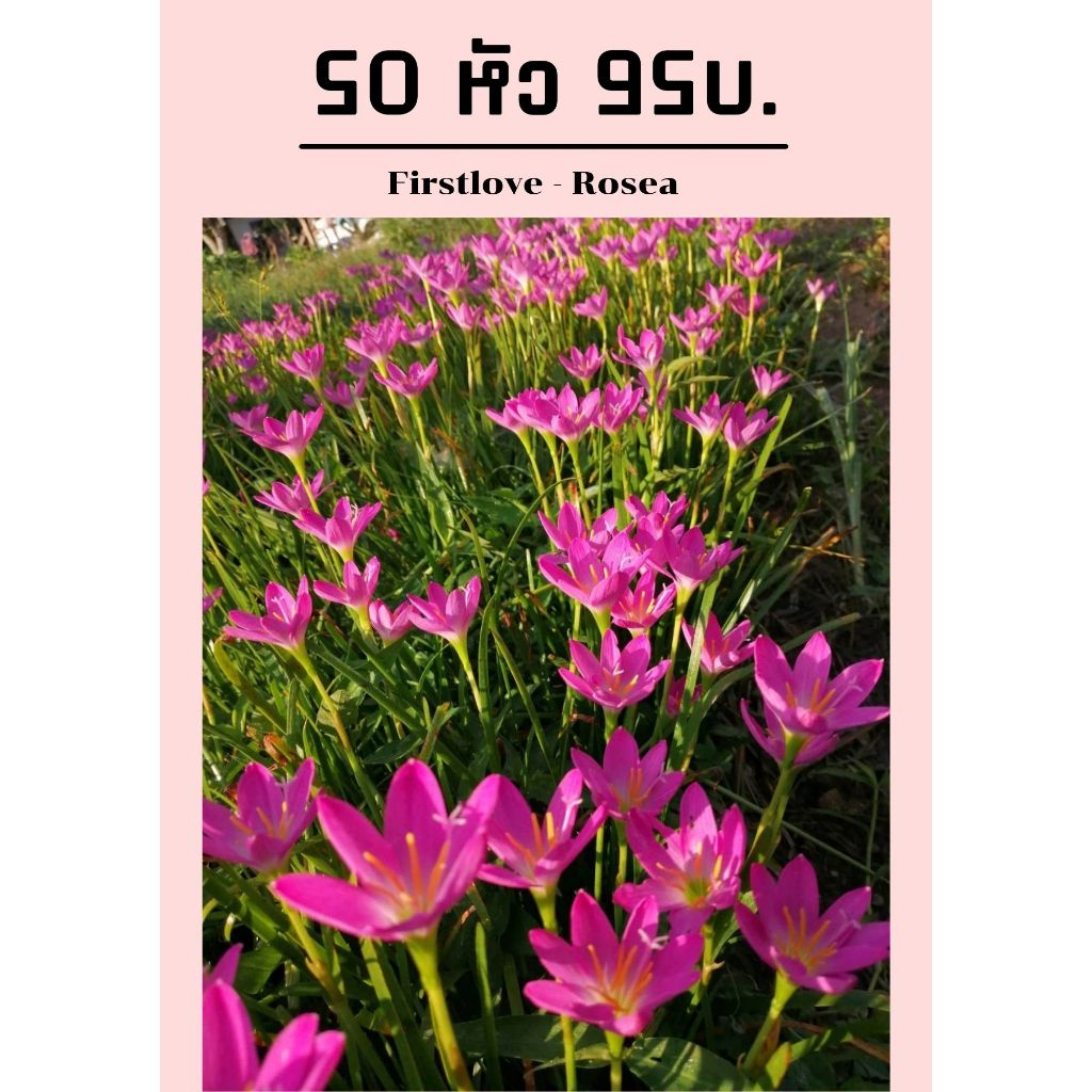 บัวดินพื้นบ้าน พันธุ์โรเซีย(สีชมพู) และ เฟริสเลิฟ(สีขาว) 50 หัว