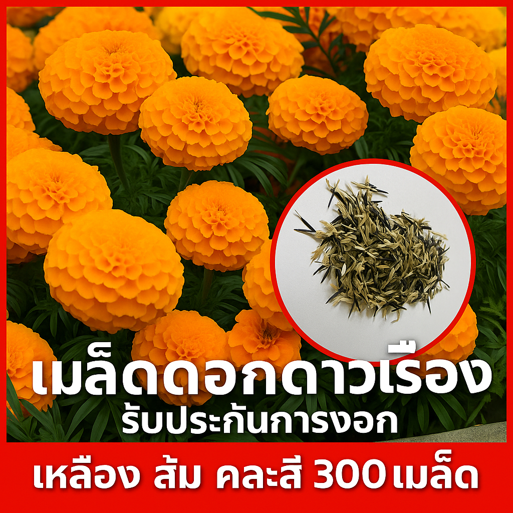 เมล็ดพันธุ์ ดอกดาวเรือง เตี้ย (French Marigold) ส้ม เหลือง และ คละสี 300 เมล็ด – ปลูกง่าย ดอกแน่น เหมาะกับแปลงขอบรั้ว