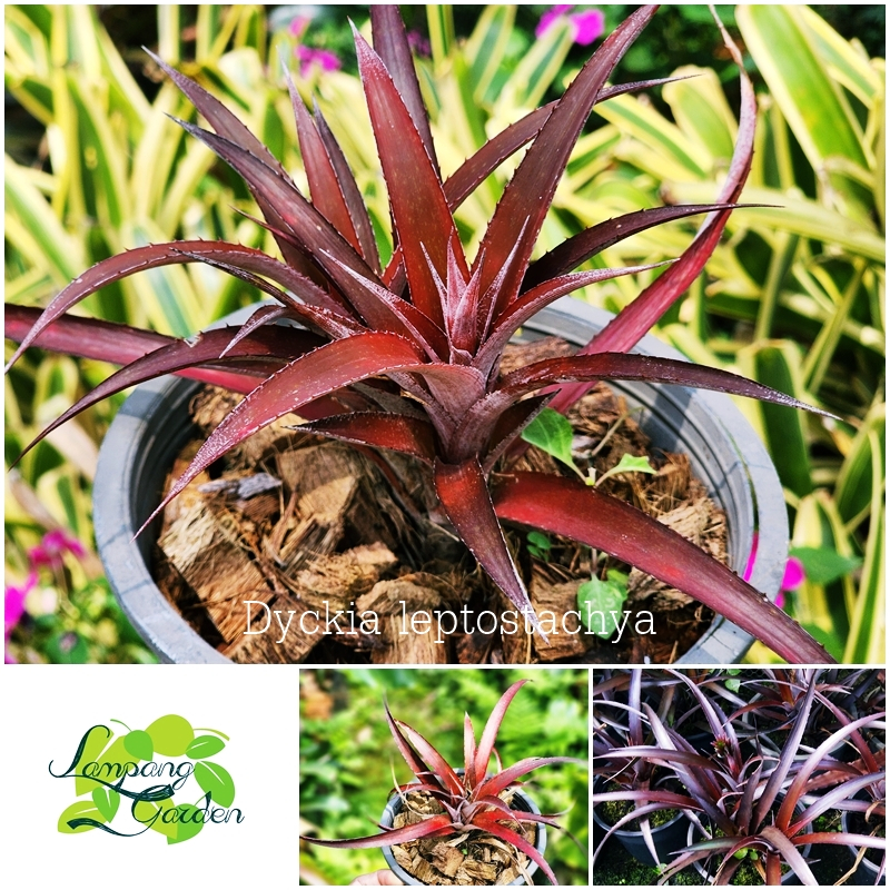 👑ต้น สับปะรดสี Dyckia leptostachya ส่งแบบถอดกระถาง ไม้กระถาง ไม้ใบ 👑