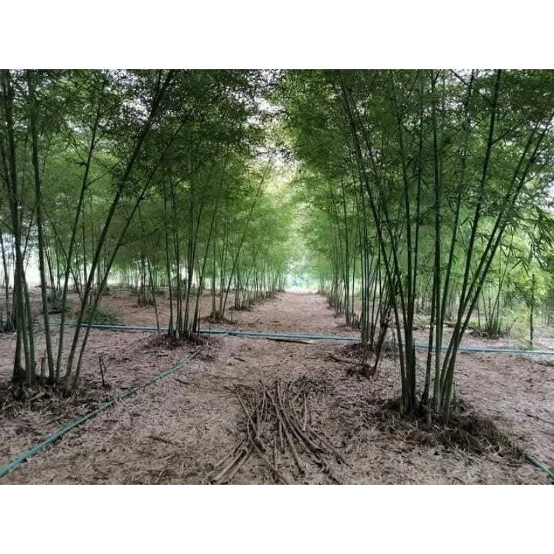 [เหง้าสด] ไผ่เลี้ยงหวาน 3 ฤดู / กินหน่อ [rhizome ] [จากกอแม่เพาะเมล็ด 5 ปี] ไผ่เลี้ยงหวานมีอายุ 30ปี-มากกว่า