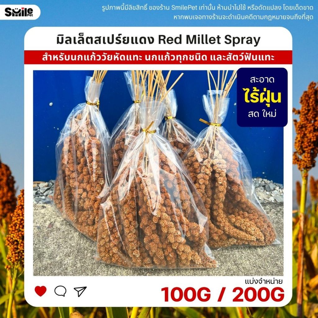 มิลเล็ตสเปร์ยแดง อาหารนกแก้ว หนูแฮมสเตอร์ และสัตว์ฟันแทะ Red Millet Spray (แบ่งขาย 100G / 200G)