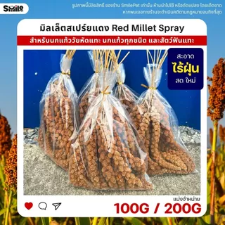 มิลเล็ตสเปร์ยแดง อาหารนกแก้ว หนูแฮมสเตอร์ และสัตว์ฟันแทะ Red Millet Spray (แบ่งขาย 100G / 200G)