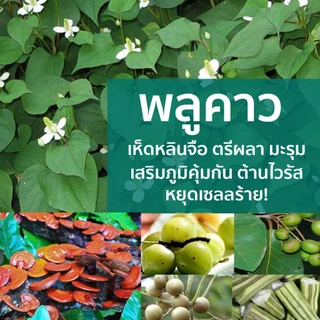 เกรซมอร์พลูคาวพลัส 1 กป สูตรเพิ่มพรีไบโอติก ผลิตภัณฑ์เสริมอาหาร สารสกัดเข้มข้นจากพลูคาว เห็ดหลินจือ ตรีผล และมะรุม