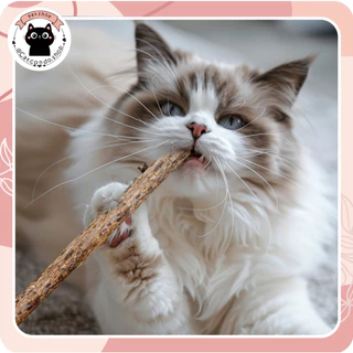 🌵 catnip5แท่ง ไม้มาทาทาบิ ก้านมาทาทาบิ ขัดฟันแมว ไม้แมวเมา matatabi ขัดฟันแมว ไม้ขัดฟัน 🌵