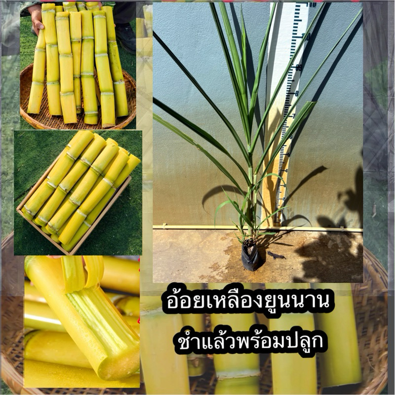 ต้นอ้อยเหลืองยูนนาน ต้นชำพร้อมส่ง อ้อยฉีกง่าย เนื้อนุ่มช่ำน้ำ หวานการันตรีจ้า ทั้งหมดนี้คืออ้อยเปลือกบาง นำเข้า
