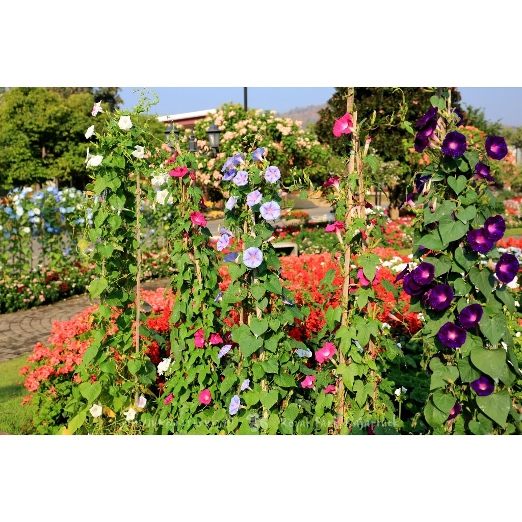 ต้นพันธุ์ มอนิ่งกลอรี่  ถุงดำ 29 บาท พร้อมปลูก ส่งคละสี ดอกผักบุ้ง ผักบุ้งฝรั่ง Morning Glory