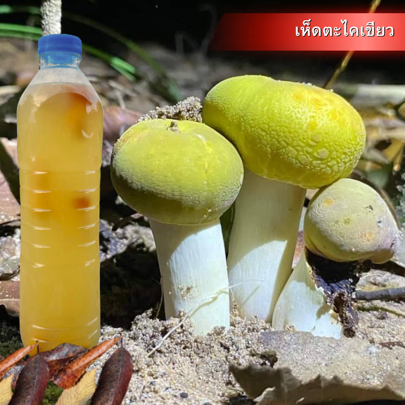 เชื้อเห็ดตะไคลเขียว | สูตรเส้นใยบริสุทธิ์ เดินเชื้อเร็ว | โอกาสเกิดสูงขึ้น | สูตรเฉพาะ พร้อมส่ง | 600 มล.