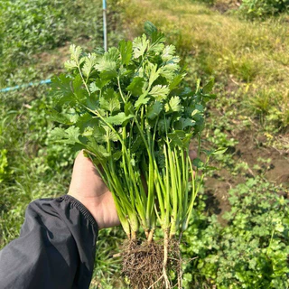 ตราลูกโลก เมล็ดผักชี เติมเต็ม Coriander เมล็ดพันธุ์ผัก ผักสวนครัว ผักซอง