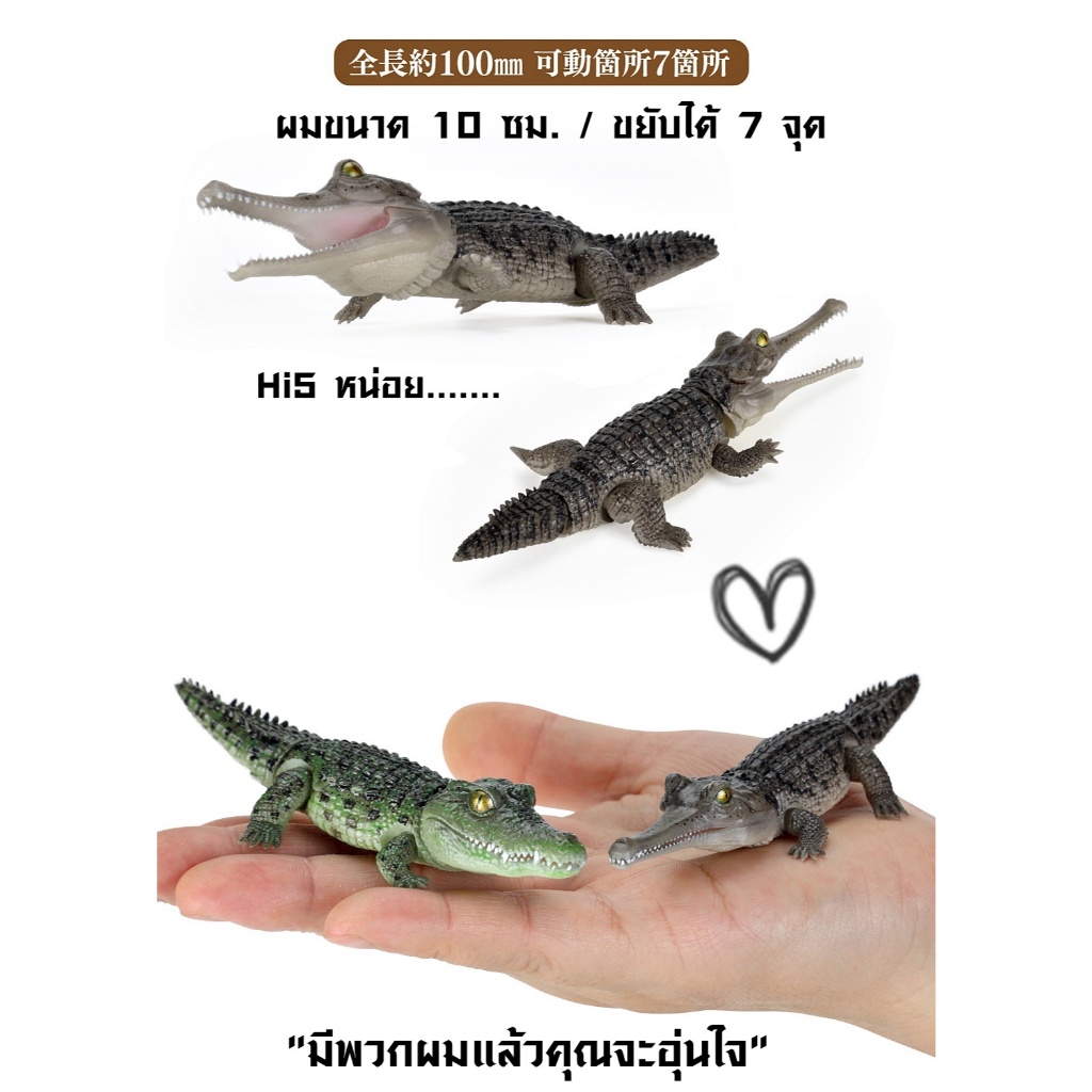 (ครบชุดพร้อมส่ง) กาชาปองจระเข้มินิ Gashapon Bandai Ikimono Encyclopedia Crocodile Mini โมเดลสัตว์ ราคา ถูกที่สุด ดีลบีเคเค แกลเลอรีภาพที่ 5
