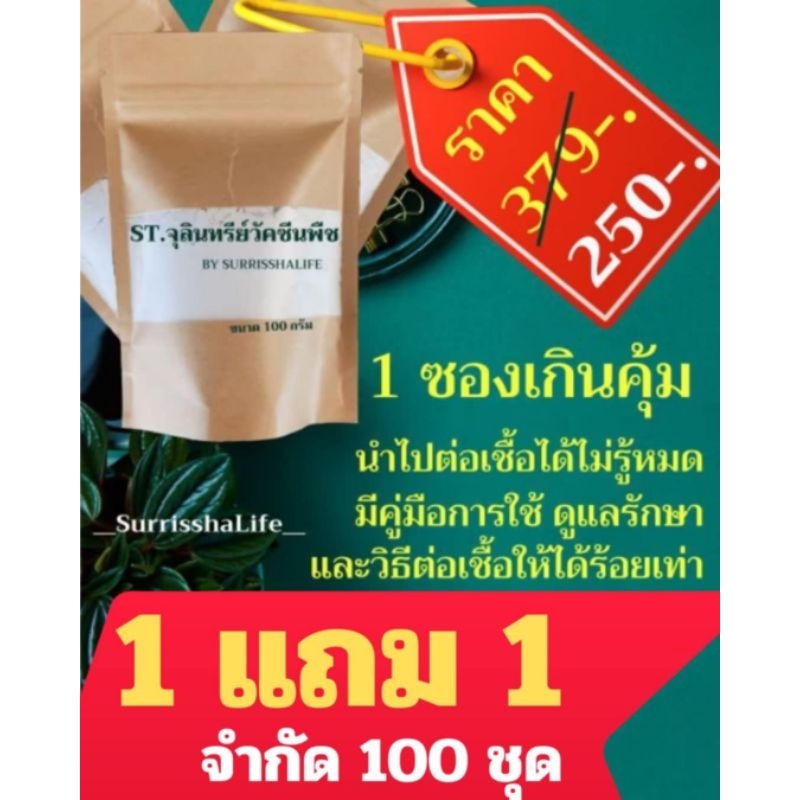 St.จุลินทรีย์ใช้ทำวัคซีนพืช ป้องกันโรคเน่า ส่งเสริมสุขภาพพืชให้แข็งแรงทนทานต่อโรคพืชมีคู่มือวิธีขยายเชื่อให้ได้หลายเท่า