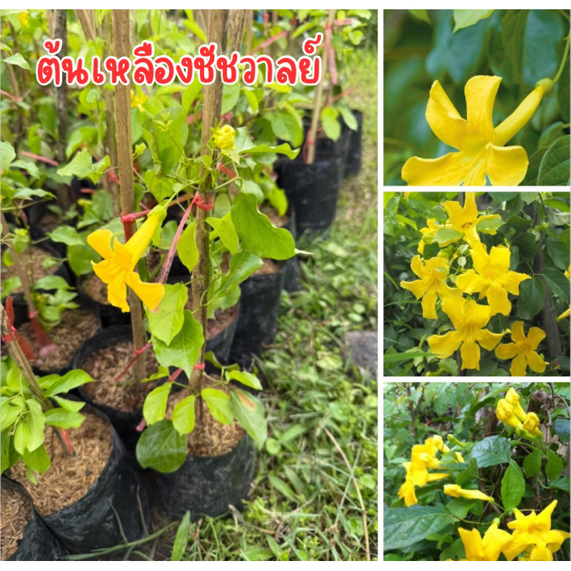 ต้นเหลืองชัชวาลย์ ต้นสูง50เซน พร้อมปลูกครับ