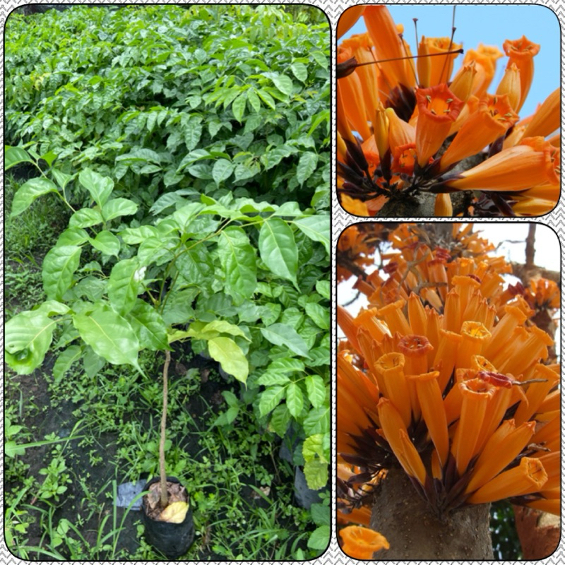 ต้นปีบทอง ต้นกาสะลองคำ ดอกสีส้มสวย (สูง 60-80cm)