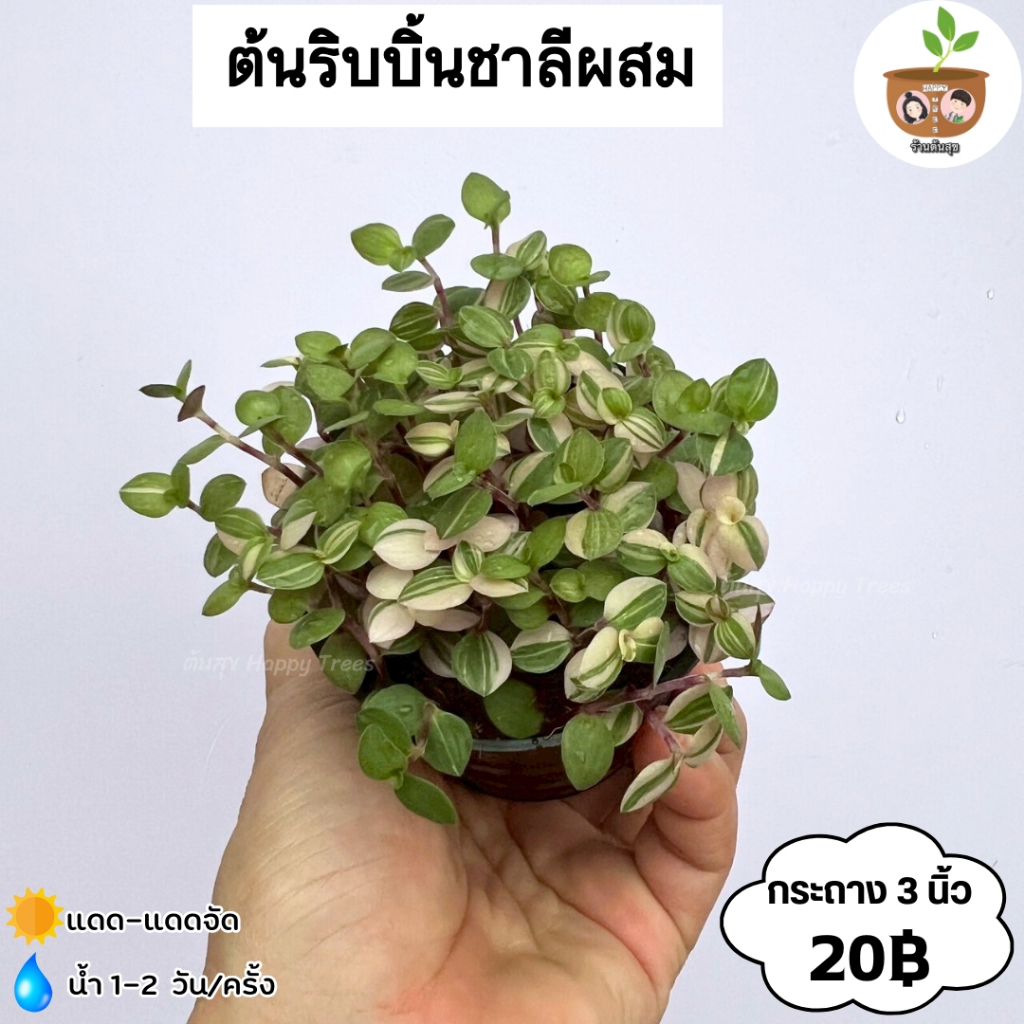 ต้นริบบิ้นชาลีผสม จัดส่งที่ 2 ต้นขึ้นไป คละแบบได้