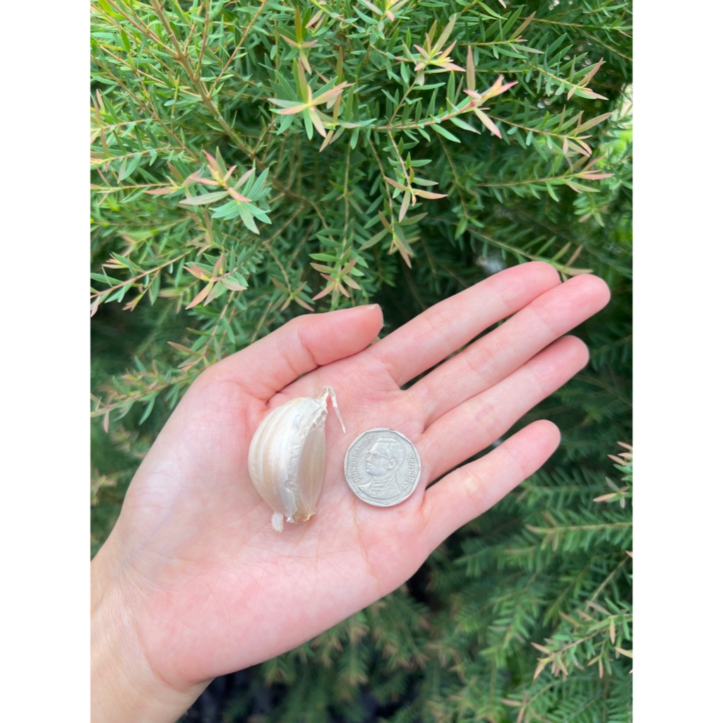 กระเทียมจีนกลีบใหญ่จัมโบ้ คัดไซส์พิเศษ 1กิโลกรัม - รูปที่ 3