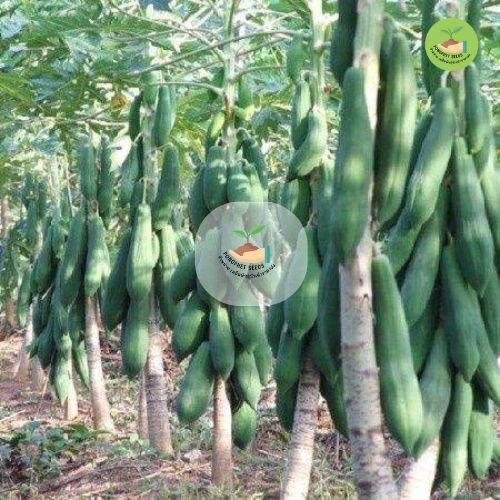 รูปภาพ 4