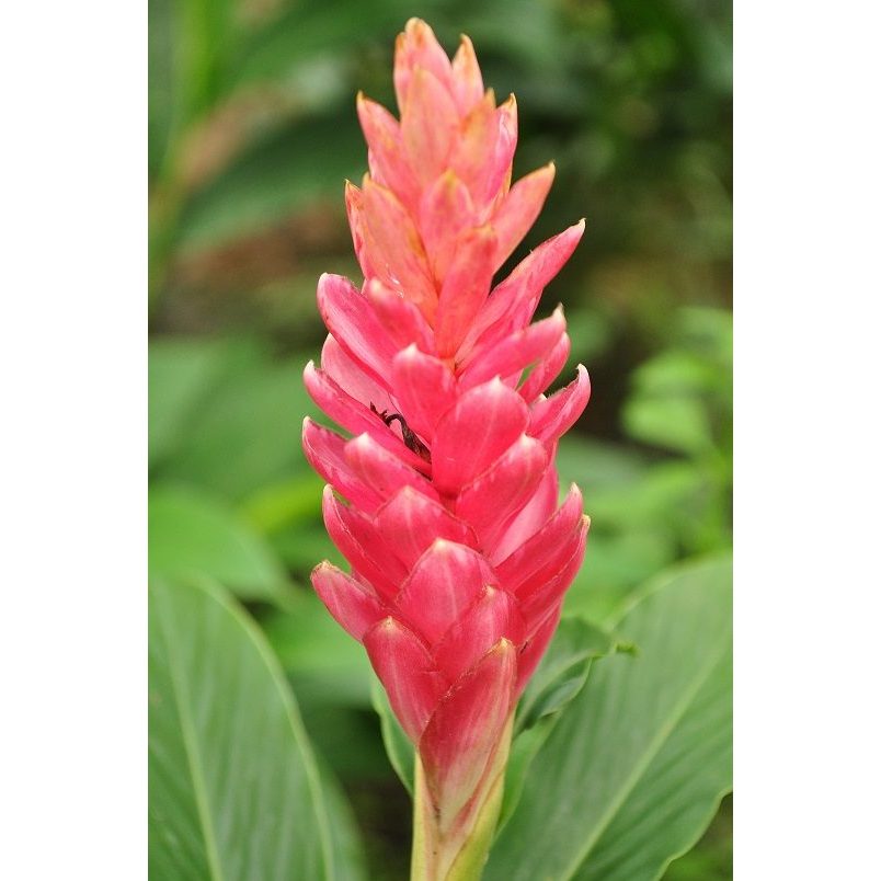 ต้นพันธุ์ ขิงแดง ถุงดำพร้อมปลูก 39 บาท red ginger ขิงแดง ต้นขิงแดง สีแดง ไม้ประดับ ดอกออกทั้งปีสวยงาม ดอก หัว ทานได้