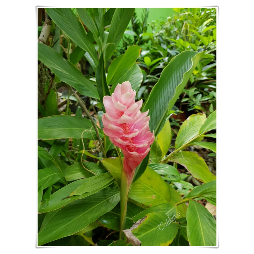 ต้นพันธุ์ ขิงชมพู ถุงดำพร้อมปลูก 39 บาท pink ginger  ปลูกประดับก็ได้ นำมารับประทานก็ดี