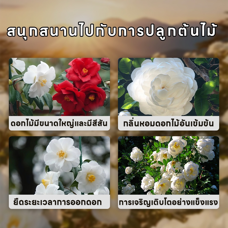 【Green Source】ปุ๋ยคาเมลเลีย ปุ๋ยดอกไม้ ปุ๋ยเกล็ด ฮอร์โมนพืช ปุ๋ยเร่งราก ส่งเสริมการออกดอกและเพิ่มสีสันของดอกไม้ 500g - รูปที่ 2