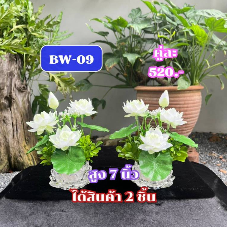 ฺBW-09 พานบัวคู่สีขาว สูง 7 นิ้ว ได้ 2 ชิ้น