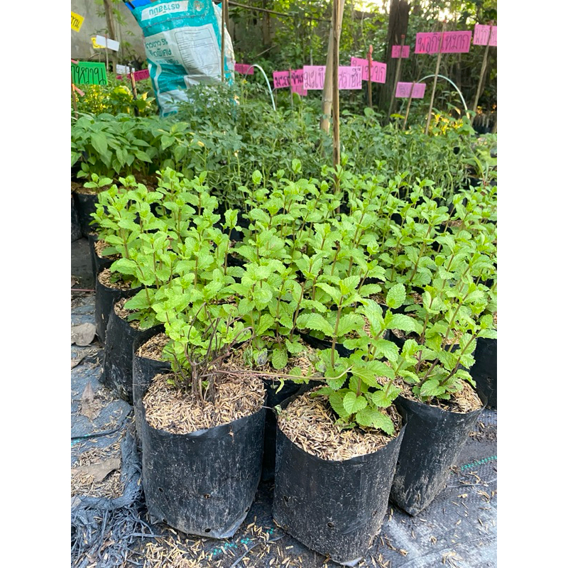 สะระแหน่ 1 ถุงดำใหญ่💞สมุนไพรผักอินทรี🌱 - รูปที่ 4