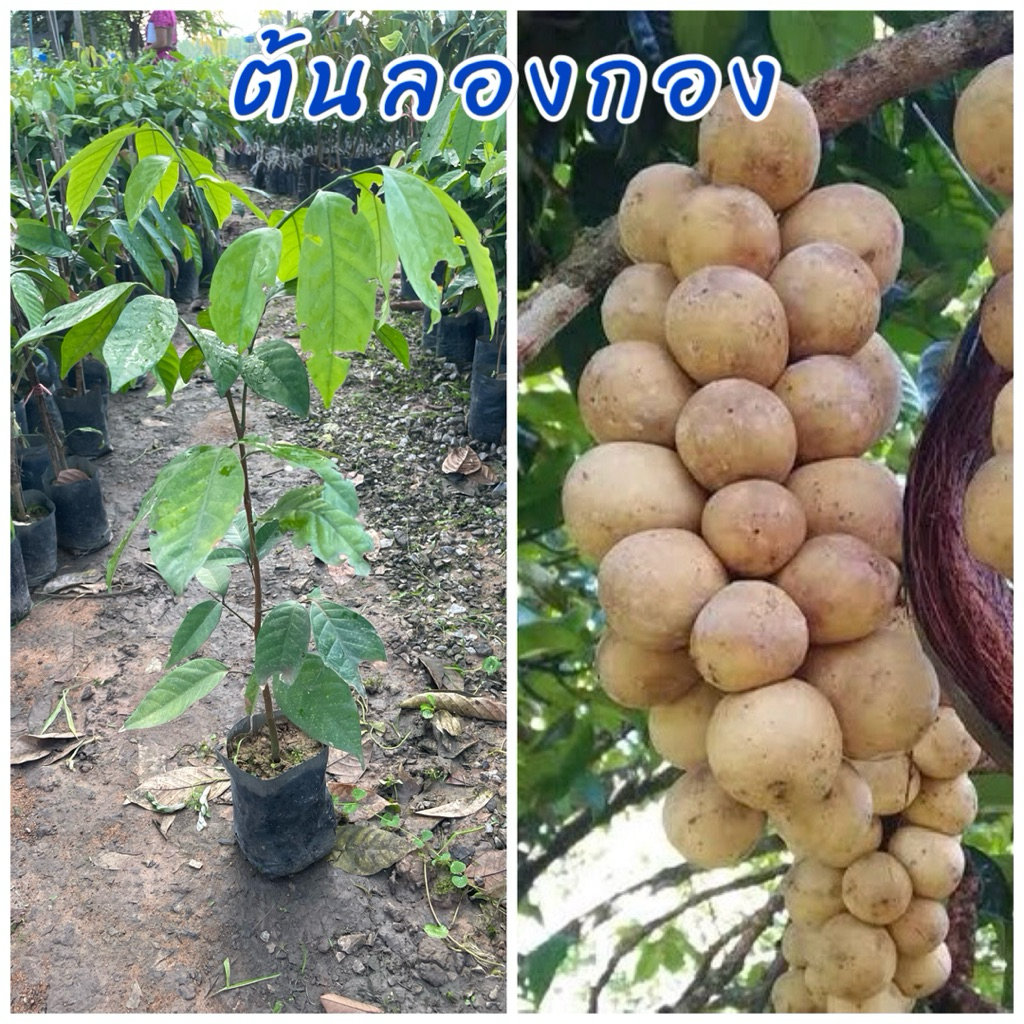 ต้นลองกอวตันหยงมัส เพาะเมล็ด ต้นพันธุ์แข็งแรง ต้นพันธุ์เตี้ย ขนาดต้น35ซม.