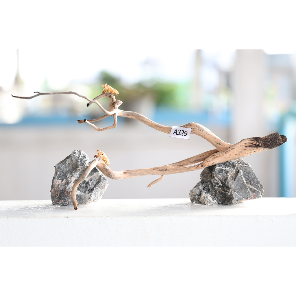 ขอนไม้ Set A329   Natural Wood