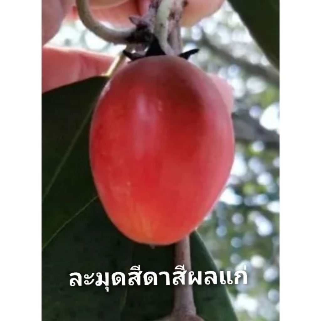 ต้นละมุดสีดา ผลไม้หายาก