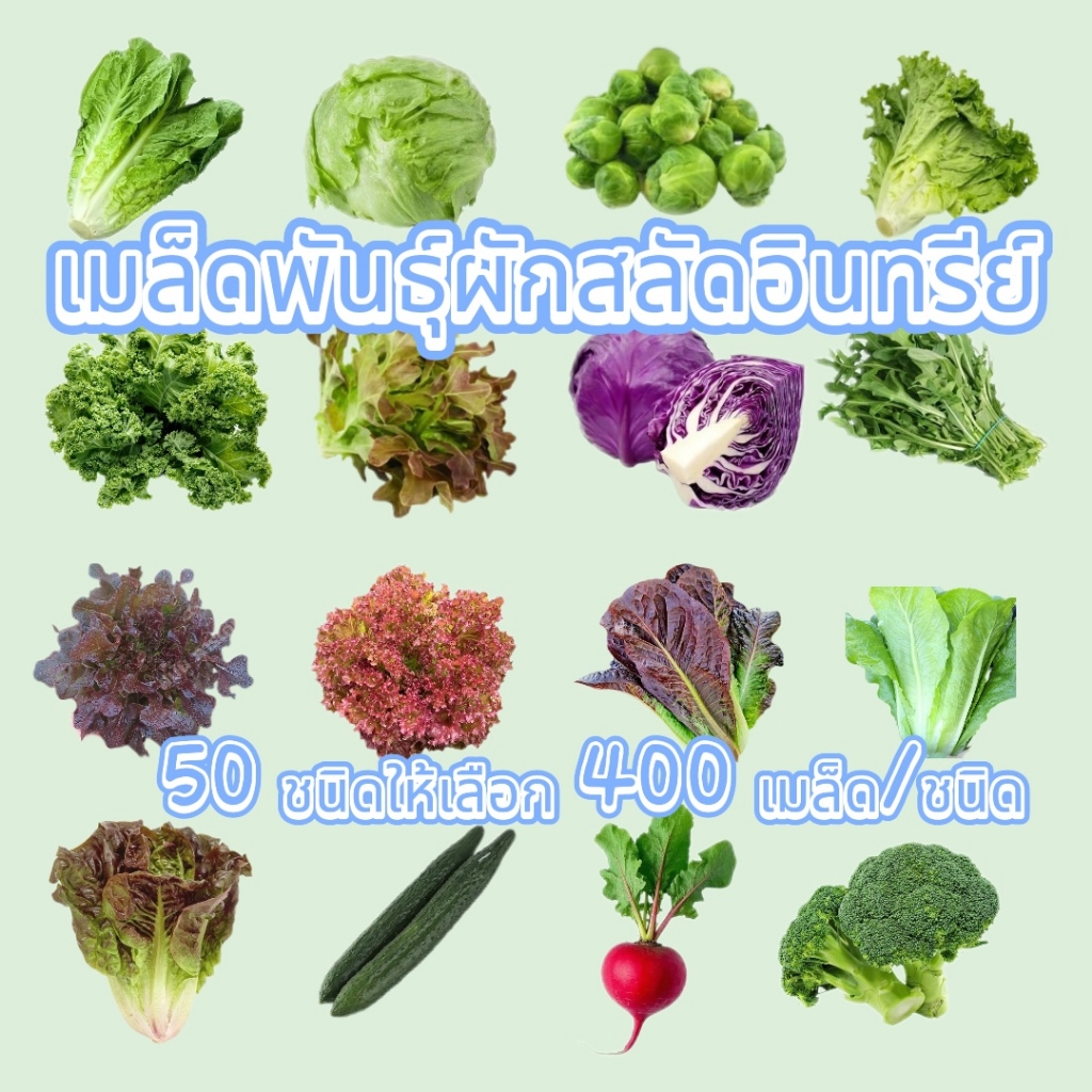 ส่งด่วน เมล็ดพันธุ์ ผักสลัด ผักสวนครัว กรีนโอ๊ค เรดโอ๊ค บัตเตอร์เฮด เรดคอส กรีนคอส เบบี้คอส เคล ฯลฯ