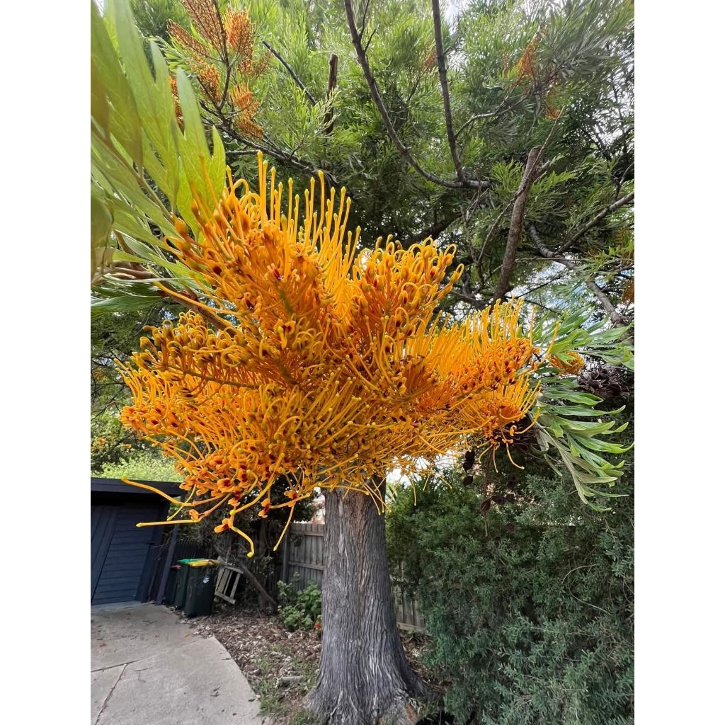 ต้นกล้าซิลเวอร์โอ๊คออสเตรเลียแพค 10 ต้น 80-90cm - รูปที่ 4