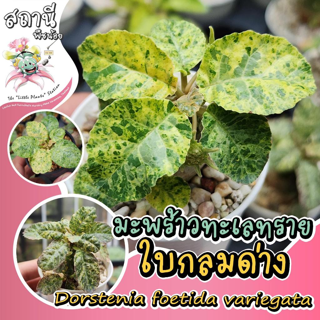 มะพร้าวทะเลทรายใบกลมด่าง dorstenia foetida variegata ไม้เพาะเมล็ด ไม้อวบน้ำ กระบองเพชร succulent แคคตัส cactus ยูโฟเบีย