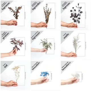 Mini Bouquet-Assorted ช่อดอกไม้ ใบไม้ ธัญพืชแห้ง | อบ แห้ง ธัญพืช ต้นไม้ ดอกไม้ ใบไม้ ไม้เลื้อย ไม้ประดับกิ่ง