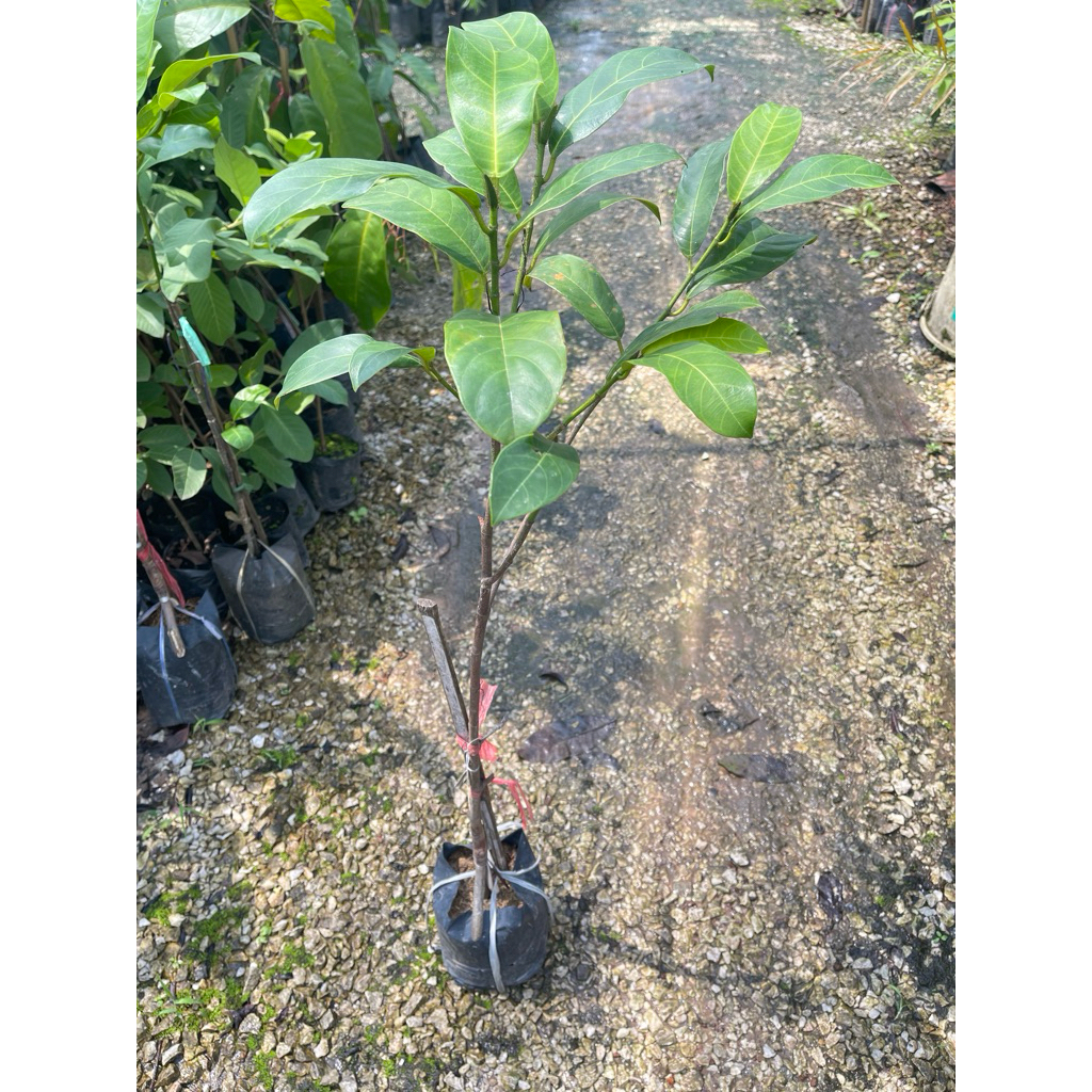 ต้นจำปาดะขวัญสตูล  ผลใหญ่ยาว เนื้อหนาหวานหอมอร่อย  ต้นพร้อมปลูก สูง 80-90ซ.ม แบบทาบกิ่ง - รูปที่ 2