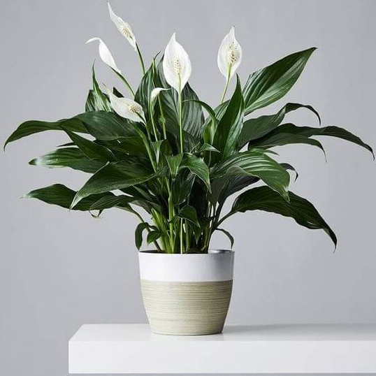 เดหลีน้ำ ต้นเดหลี เลี้ยงในน้ำได้ ปลูกลงดินได้ Peace Lily