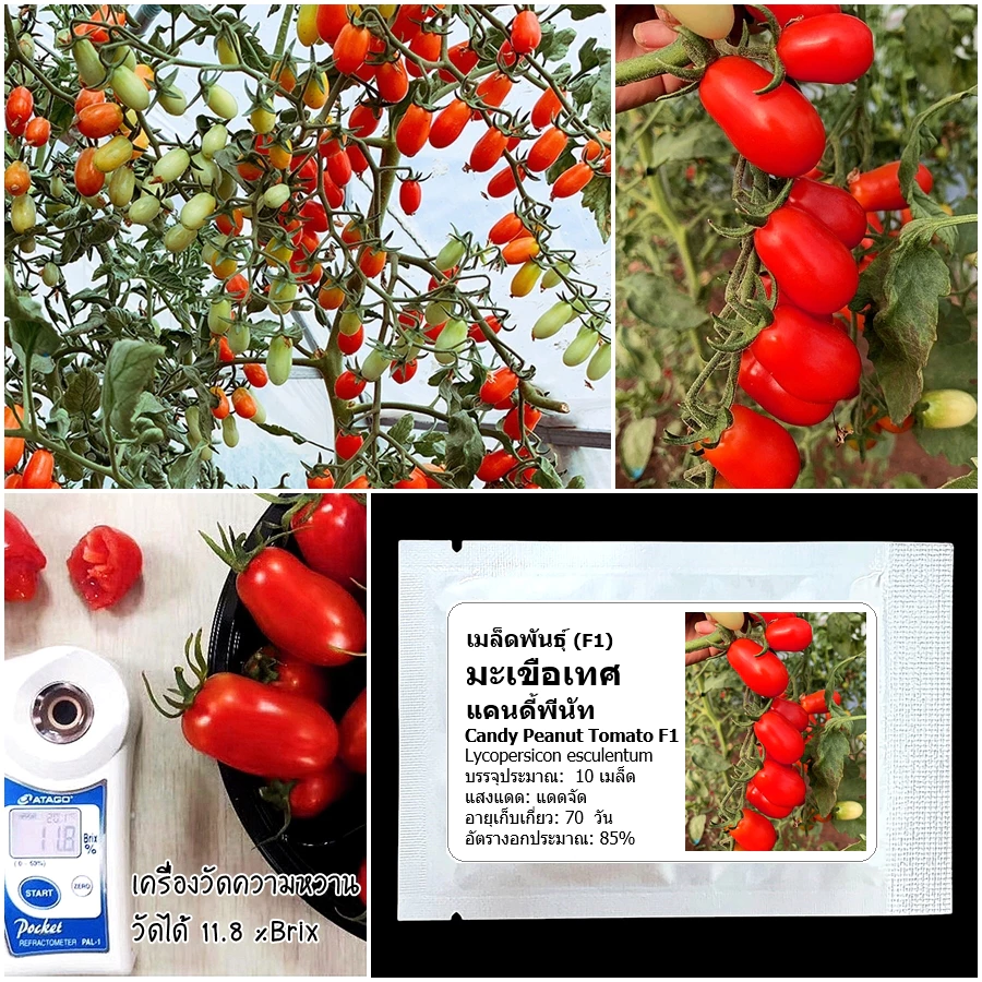 เมล็ดพันธุ์ มะเขือเทศ แคนดี้พีนัท Candy Peanut Tomato F1 Seed 10 เมล็ด คุณภาพดี ของแท้ 100%