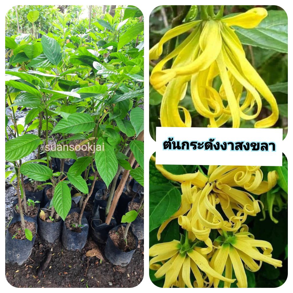 ต้นกระดังงาสงขลา กระดังงาสงขลา