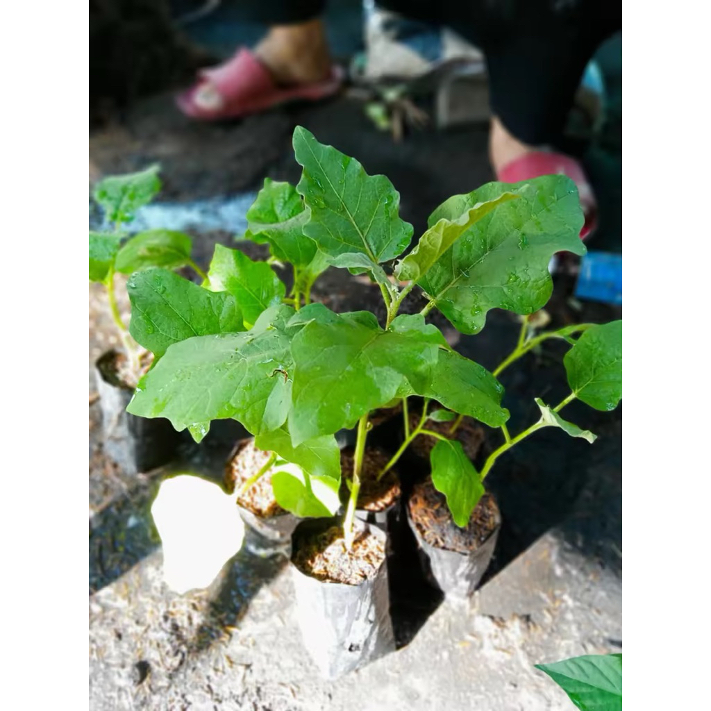 มะเขือตอแหลสีม่วง1ต้นถุงดำขนาดมะเขือยังตอแหลงงเด้,🤪ง ผักสวนครัว 🥰🥰🥰💓 - รูปที่ 2