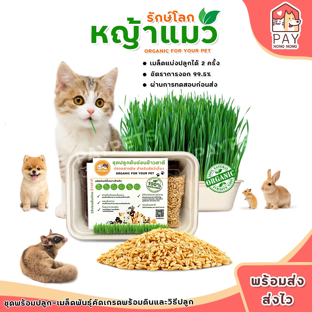 ชุดปลูกหญ้าแมวออร์แกนิก ชุดปลูกหญ้าแมวรักษ์โลก ชุดปลูกต้นอ่อนข้าวสาลีสำหรับสัตว์เลี้ยง
