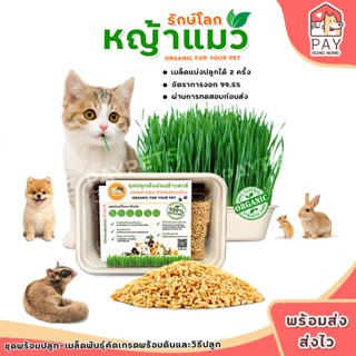 ชุดปลูกหญ้าแมวออร์แกนิก ชุดปลูกหญ้าแมวรักษ์โลก ชุดปลูกต้นอ่อ…