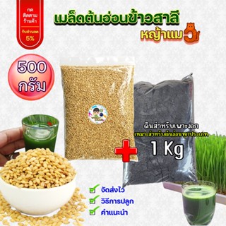 เมล็ดข้าวสาลี 500 กรัม + ดิน 1 กก. เกรดนำเข้า หญ้าแมวอัตรากา…
