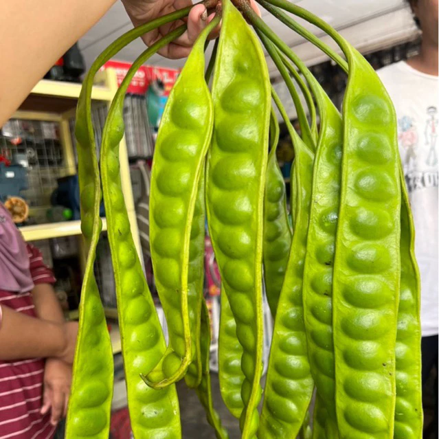 [ส่งภายใน 4 วัน] สะตอข้าว แก่ๆ เก็บสดๆจากสงขลา