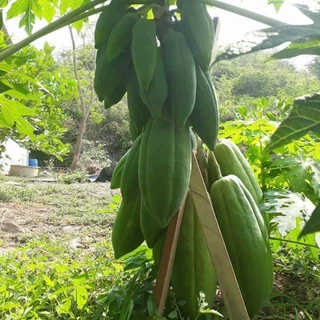 เมล็ดพันธุ์มะละกอแก้วกลางดง ผลดกมาก 1 ซอง ขนาด 30 - 40 เมล็ด