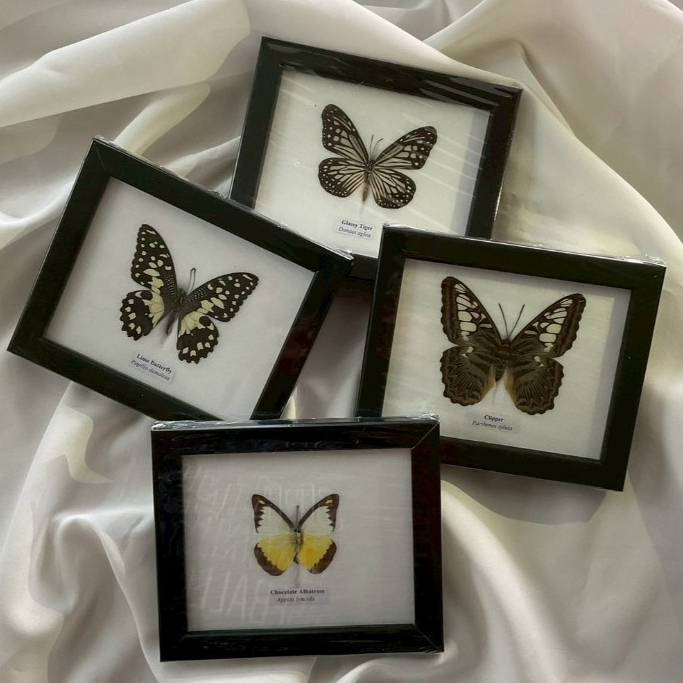 ผีเสื้อสต๊าฟ // Butterfly Taxidermy (Small Size)