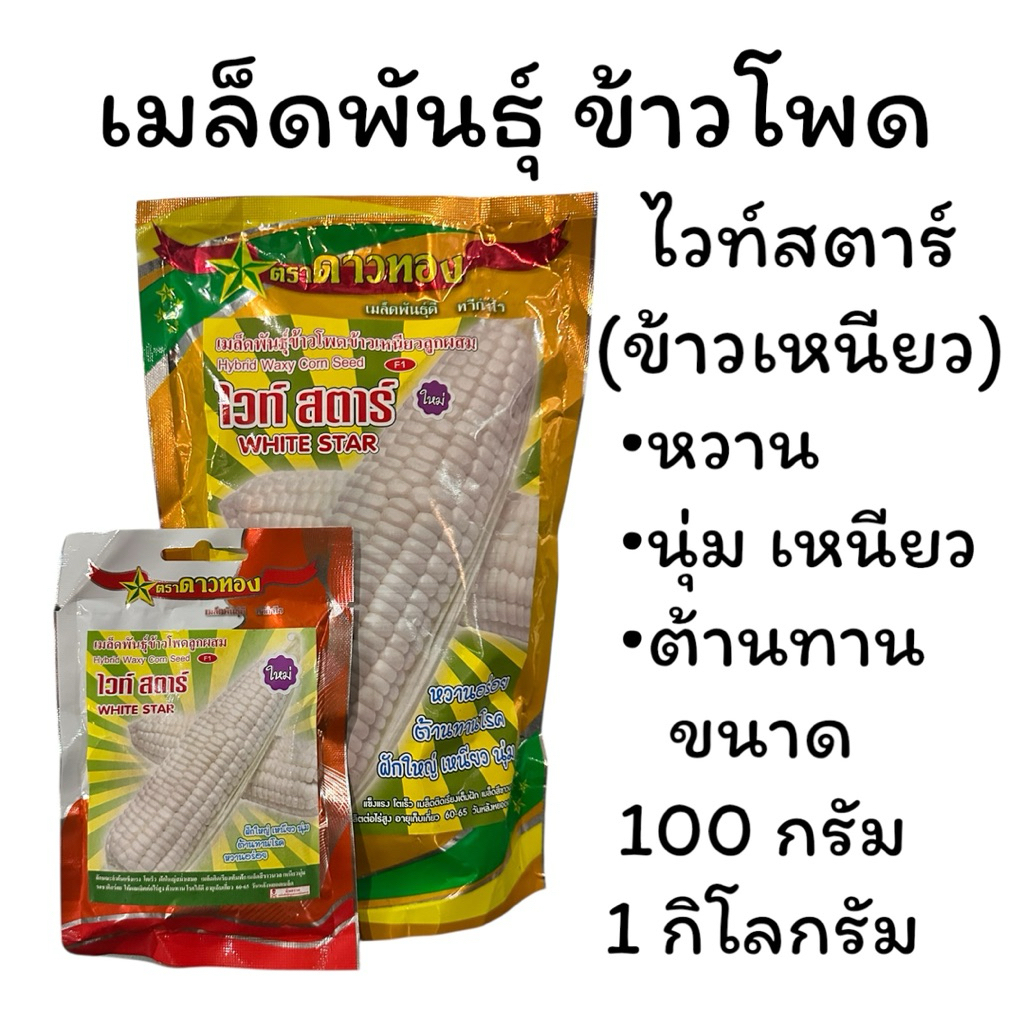 เมล็ดพันธุ์ข้าวโพดไวท์สตาร์(ดาวทอง) เหนียว นุ่ม อร่อย ขนาด 100 กรัมและ 1 KG