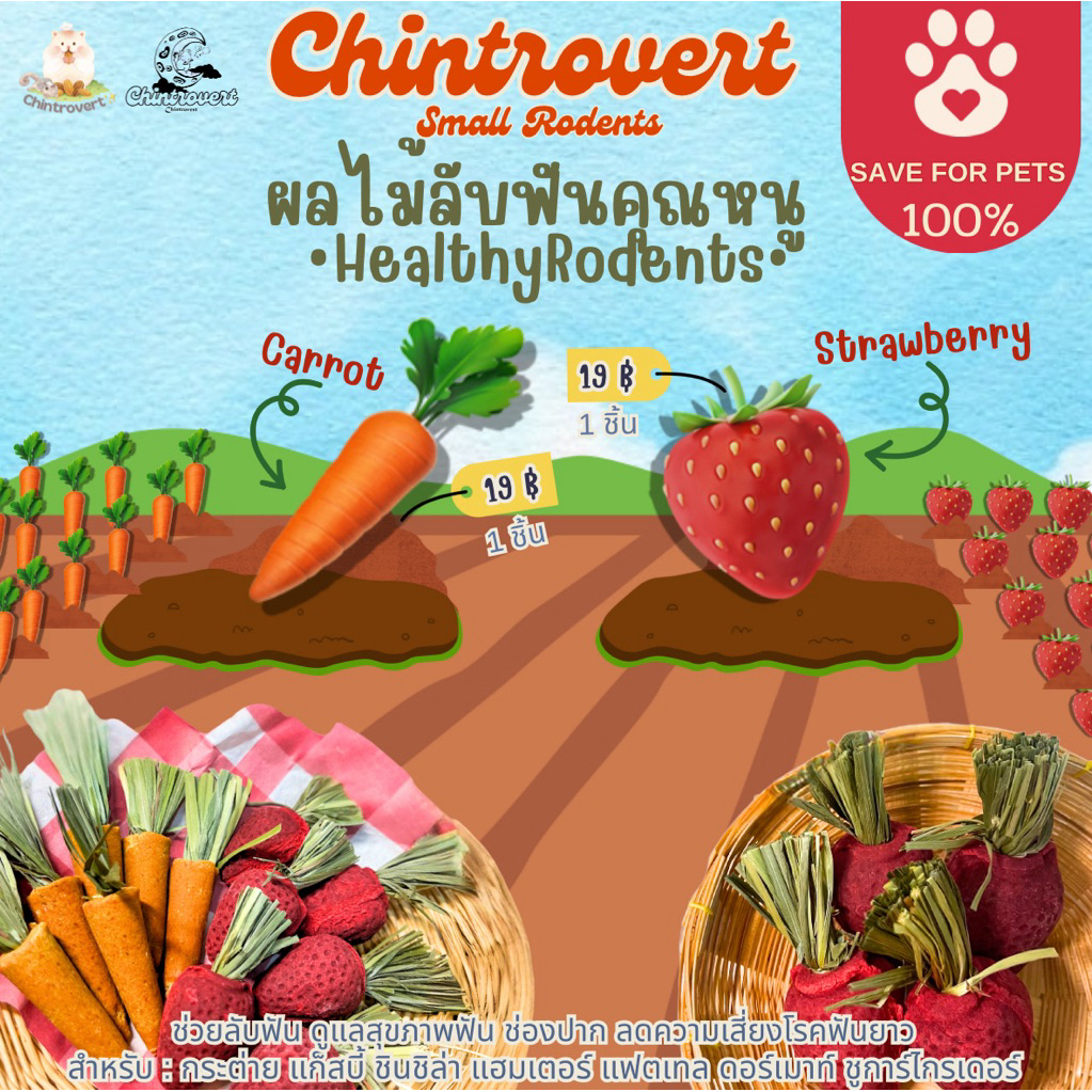 Chintrovert ✨|| สตรอว์เบอร์รี่ 🍓& แครอทลับฟัน🥕 || แฮมเตอร์ ดอร์เมาท์ ชินชิล่า และสัตว์ฟันแทะทุกชนิด