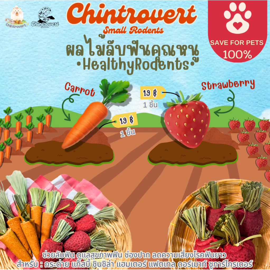 Chintrovert ✨|| สตรอว์เบอร์รี่ 🍓& แครอทลับฟัน🥕 || แฮมเตอร์ ดอร์เมาท์ ชินชิล่า และสัตว์ฟันแทะทุกชนิด