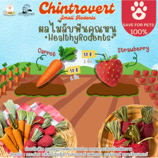 Chintrovert ✨|| สตรอว์เบอร์รี่ 🍓& แครอทลับฟัน🥕 || แฮมเตอร์ ดอร์เมาท์ ชินชิล่า และสัตว์ฟันแทะทุกชนิด