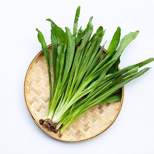 เมล็ดพันธุ์ผักชีฝรั่งหอมเปผักชีใบลื่อย 400-1000 เมล็ด ปลูกง่าย โตไว [10 แถม 1 คละได้]