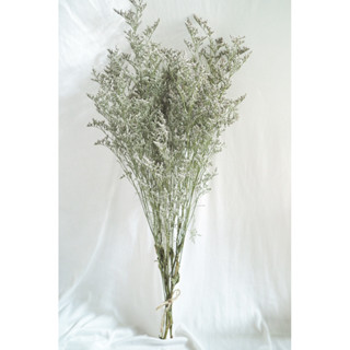 แคสเปีย ดอกแคสเปียแห้ง ดอกไม้แห้ง ราคาเริ่มต้นกำละ 50 บาทพร้…