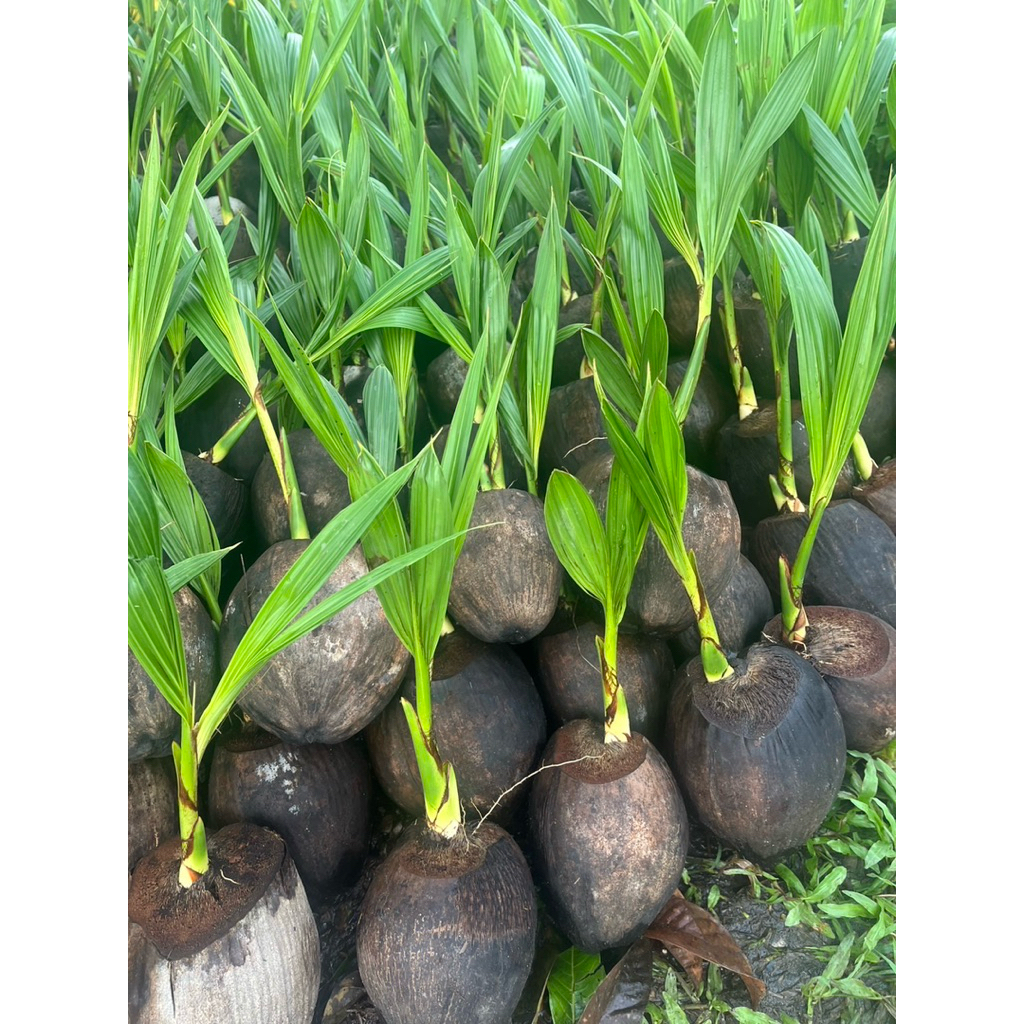 ( พร้อมส่ง ‼️ ) 🥥 ต้นมะพร้าวน้ำหอมพันธุ์เตี้ย 🌴 ลูกดก ผลใหญ่ น้ำเยอะ หอมหวานชื่นใจ! ลำต้นแข็งแรง พร้อมปลูก ต้นละ 179.- 💚 - รูปที่ 3